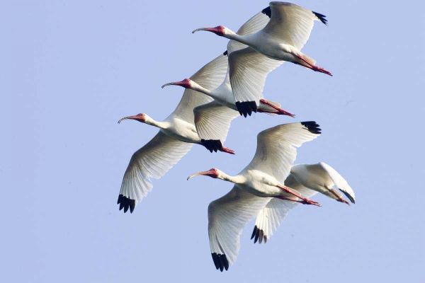 USA, Florida, Everglades NP Flying ibises